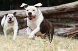 BOULEDOGUE AMERICAIN 070